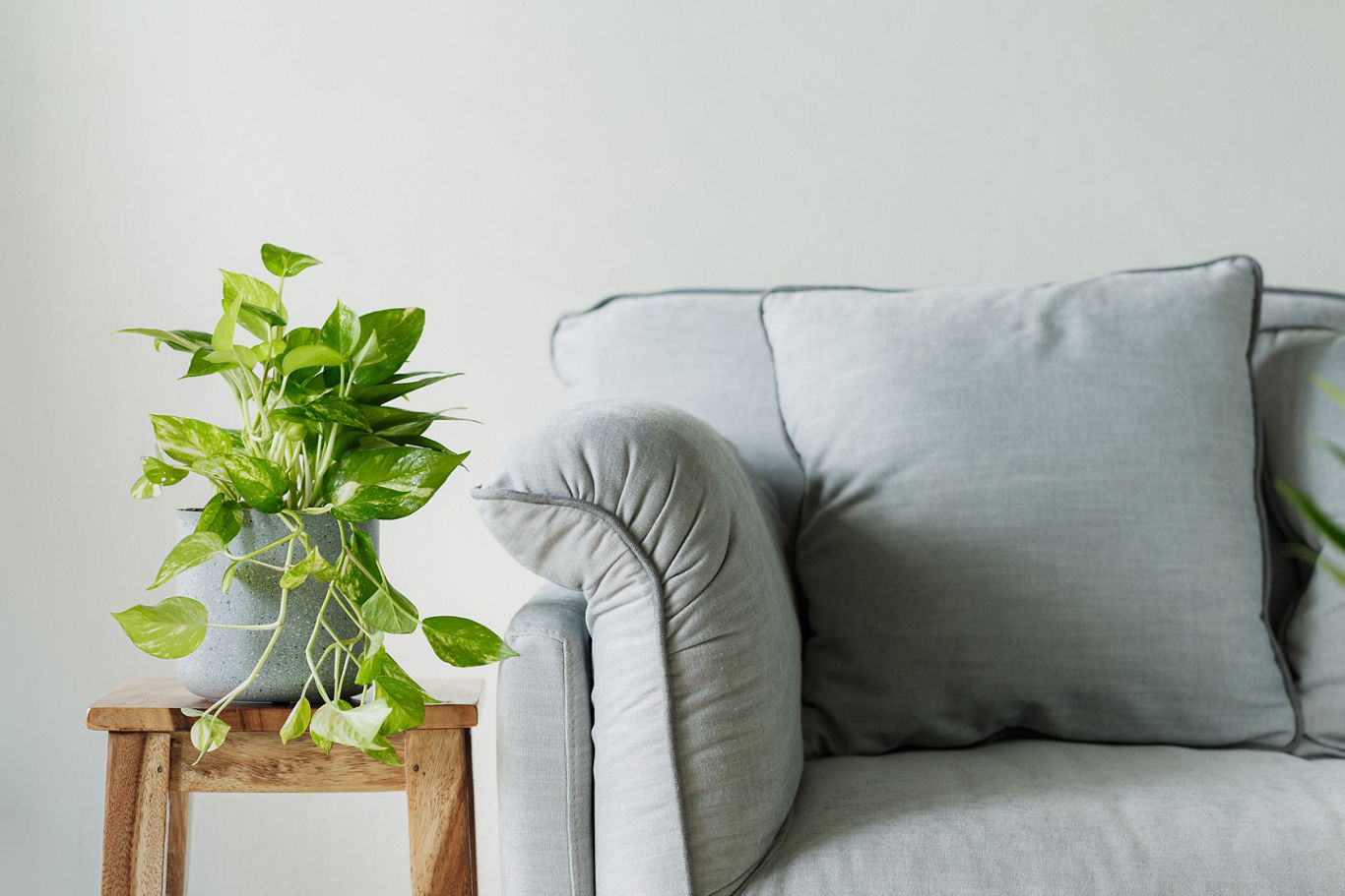 Plant in Living Space | Blog | Greystar